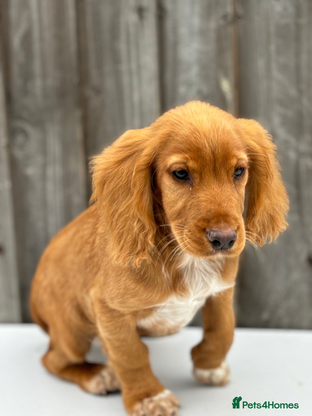 Cocker Spaniel dogs for sale: Cocker spaniel puppy’s  - Image 5