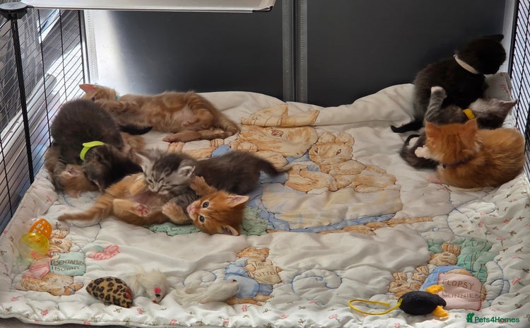 Maine Coon cats - Advert 1