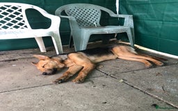 Shepsky dogs for sale: German shepherd cross husky  - Image 2