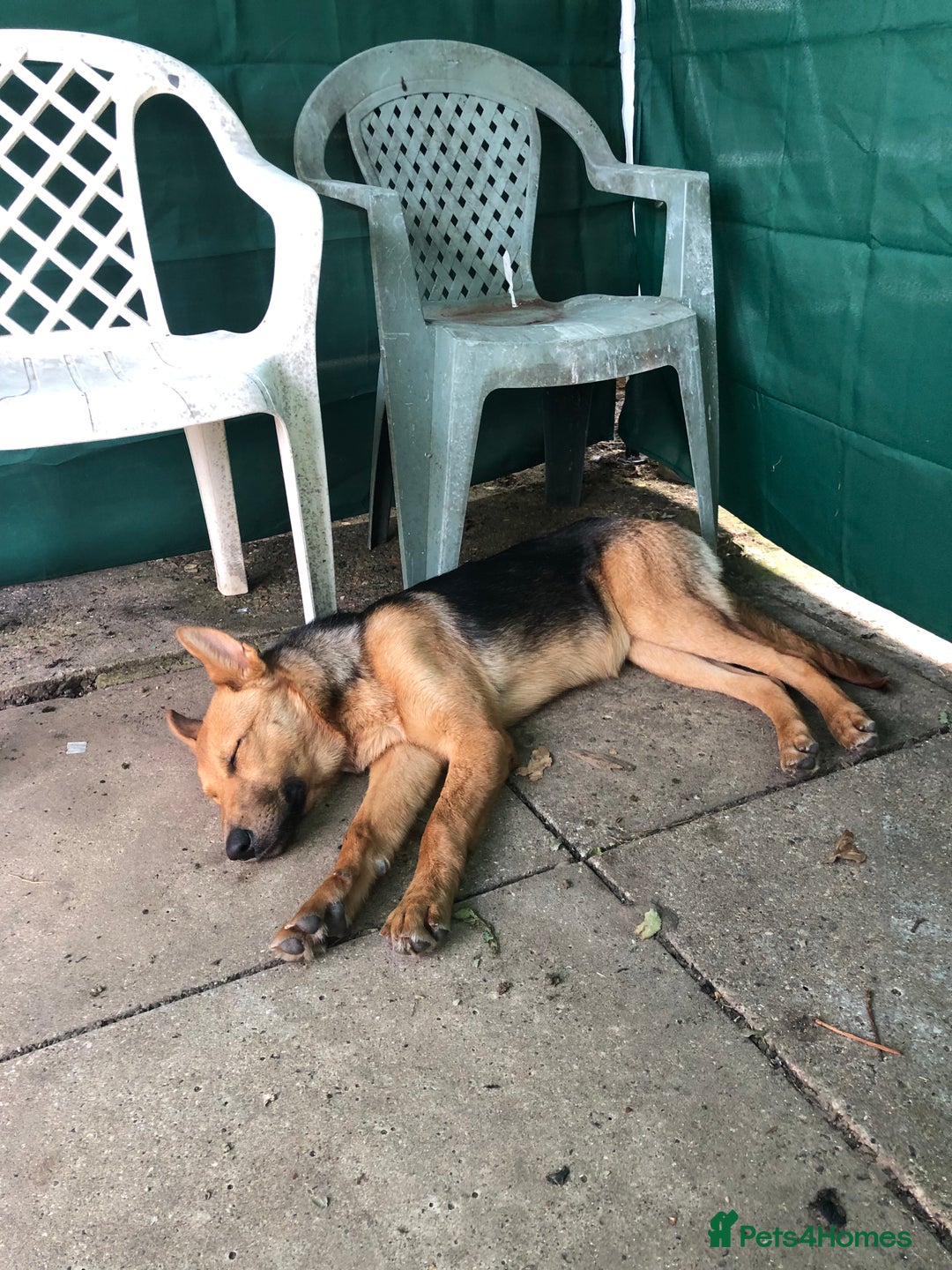 Shepsky dogs for sale: German shepherd cross husky  - Image 2