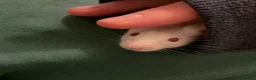 Mouse rodents for sale: Two mice to rehome - neutered boy and intact girl. - Advert 15