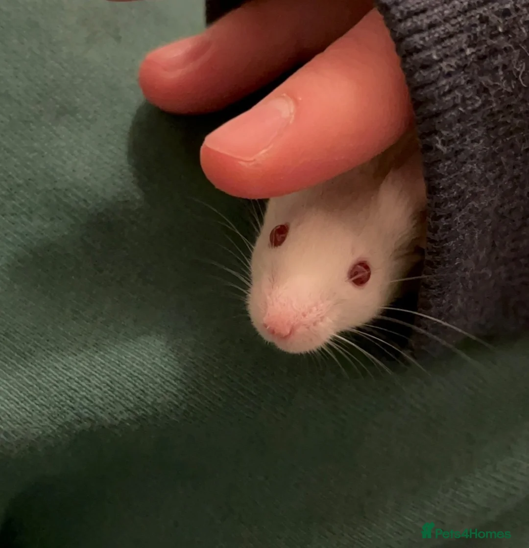 Mouse rodents for sale: Two mice to rehome - neutered boy and intact girl. - Advert 15