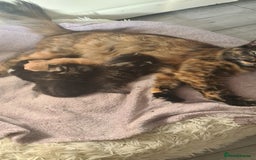 Mixed Breed cats for sale: Beautiful kittens  - Image 13