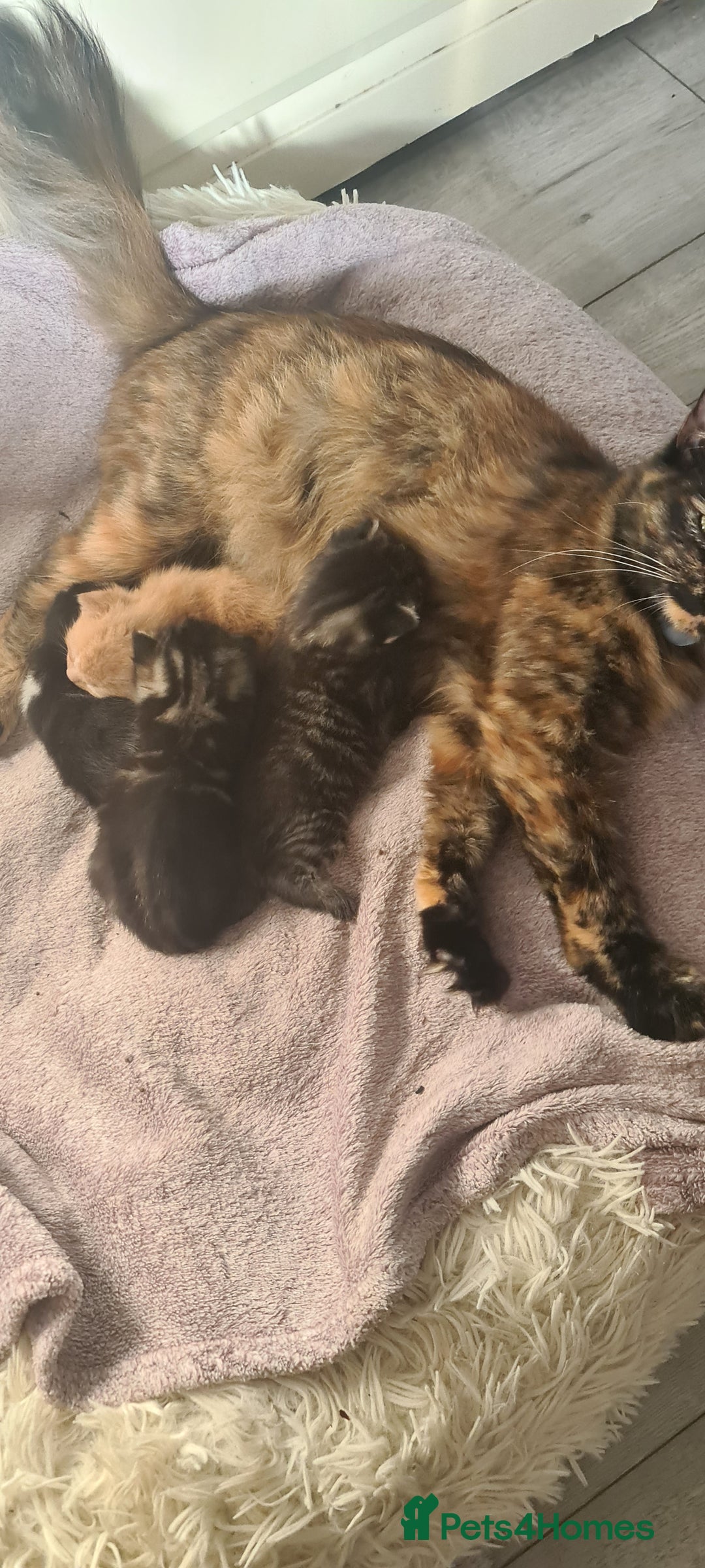 Mixed Breed cats for sale: Beautiful kittens  - Image 13