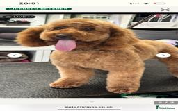 Labradoodle dogs for sale: Ready Now Miniature Fox Red Labradoodles  - Advert 17