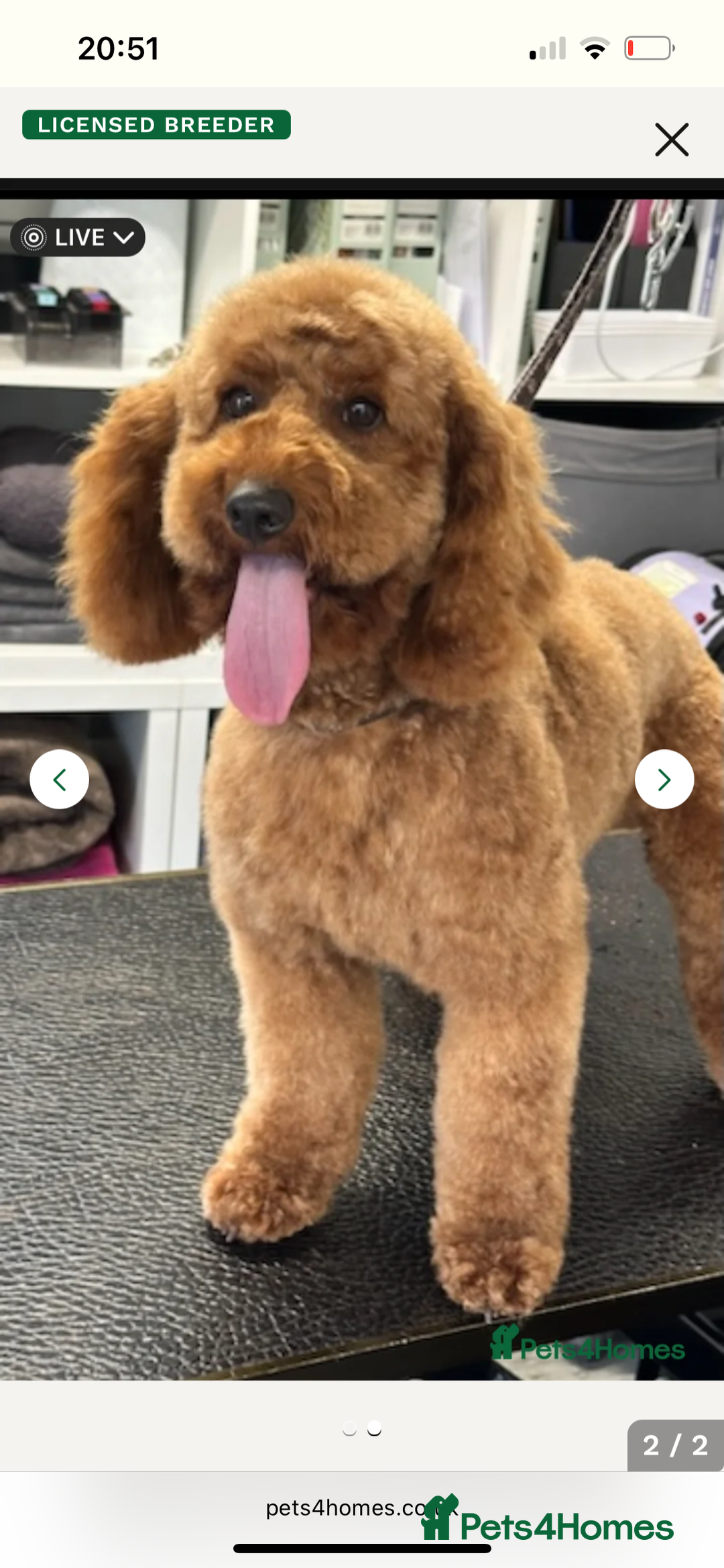 Labradoodle dogs for sale: Ready Now Miniature Fox Red Labradoodles  - Advert 17
