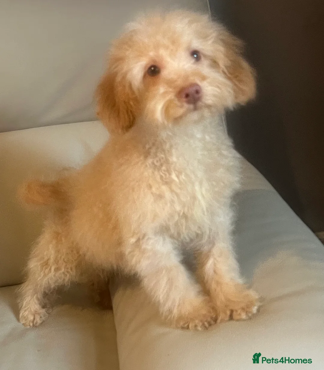 Miniature Poodle dogs for sale: Miniature poodle puppy - Advert 6
