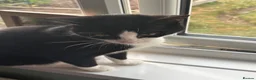 Mixed Breed cats for sale: 2 lovely boy kittens - Advert 2