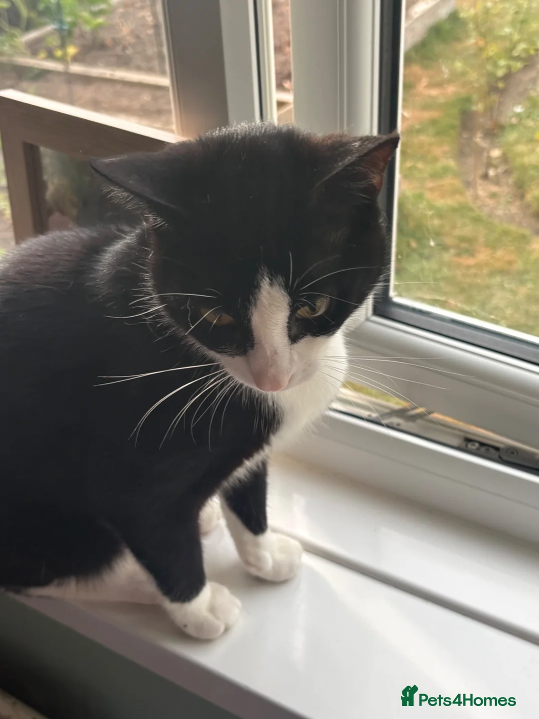 Mixed Breed cats for sale: 2 lovely boy kittens - Advert 2