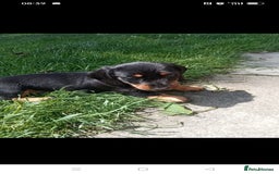 Dachshund dogs for sale: Long hair dachshund REDUCED  - Image 8