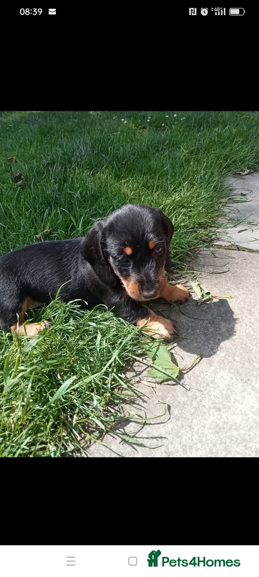 Dachshund dogs for sale: Long hair dachshund REDUCED  - Image 8