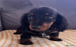 Miniature Dachshund dogs for sale: Beautiful long hair dachshund  in Stourport-on-Severn - Image 1