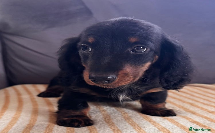 Miniature Dachshund dogs in Stourport-on-Severn - Advert 12