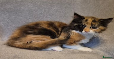 Maine Coon cats - Advert 4