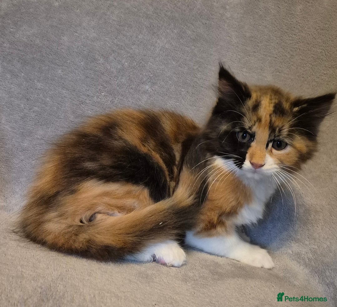 Maine Coon cats for sale: 🐱 MAINE COON FEMALE  READY NOW🐱 - Image 3