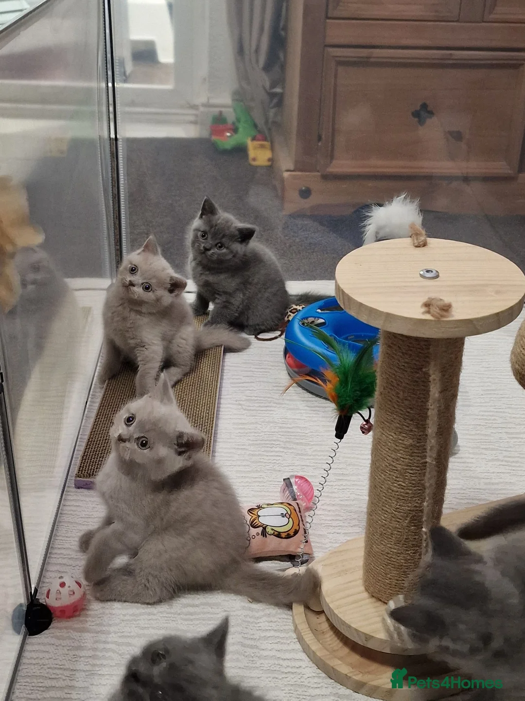 British Shorthair cats for sale: Stunning Blue and lilac teddy bears - Advert 2