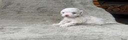 Maltipoo dogs for sale: 🐾✨ ADORABLE MALTIPOO PUPPIES 🐾✨ - Advert 8