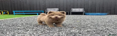 Rare solid lilac male Chow Chow 8