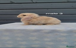 Mini Lop rabbits for sale: Male and female mini lops  - Image 4