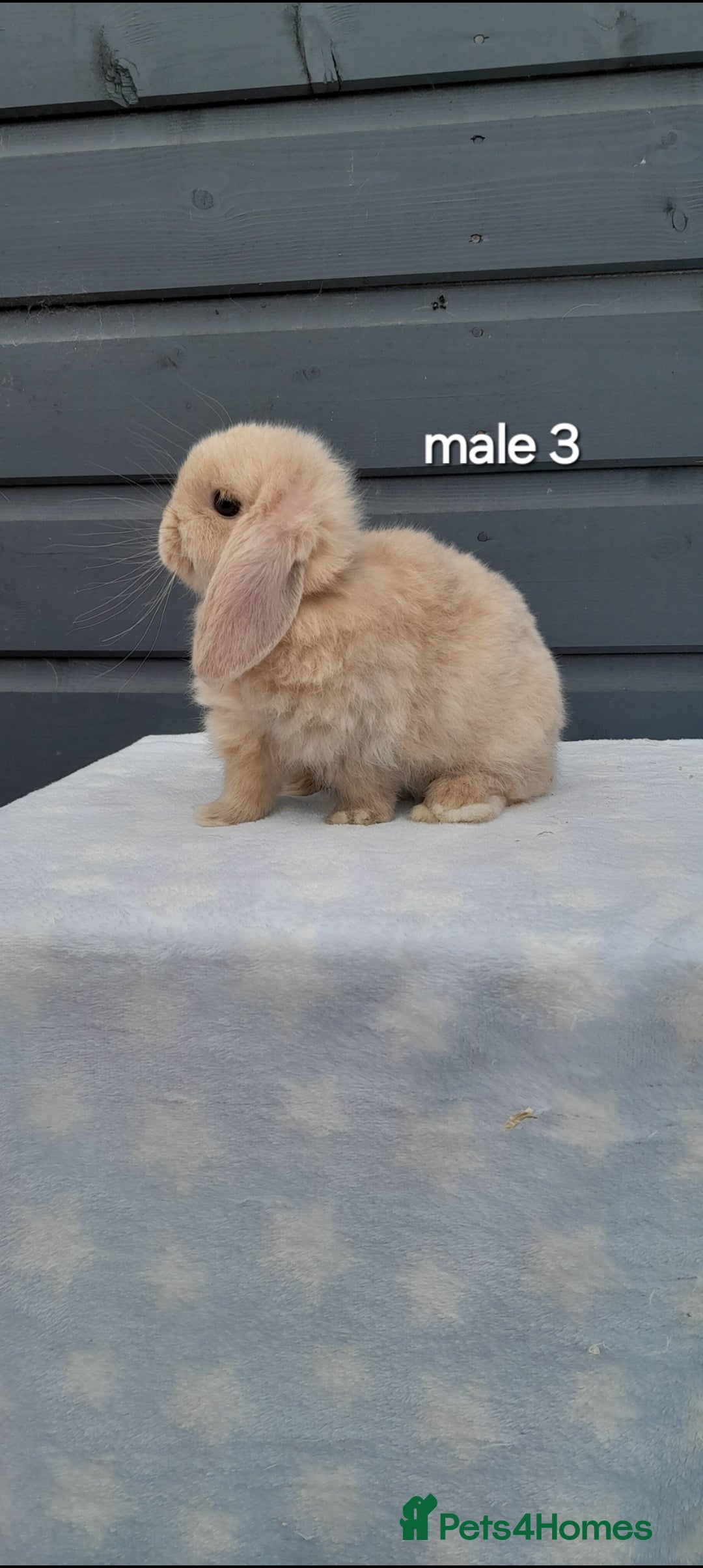 Mini Lop rabbits for sale: Male and female mini lops  - Image 4