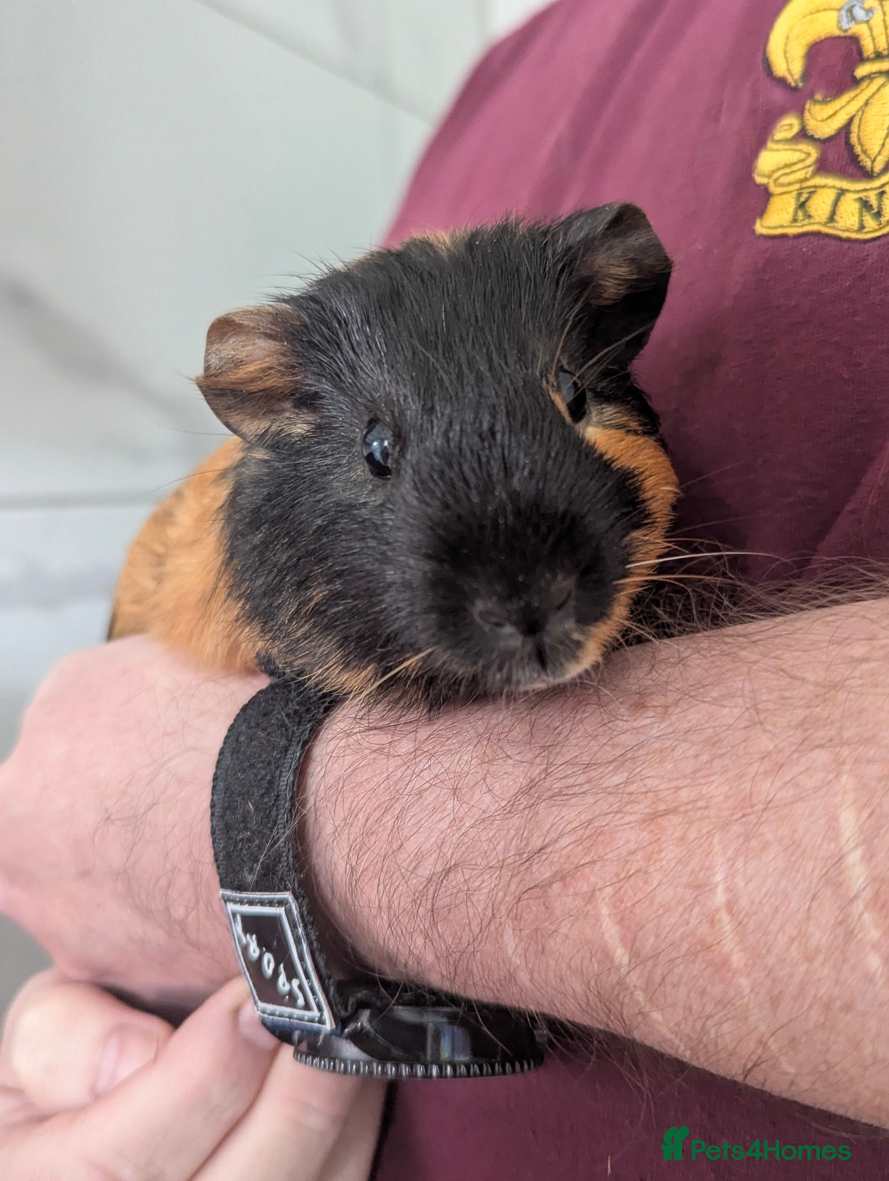 Guinea Pig rodents Pretty baby guinea pigs  - Advert 7
