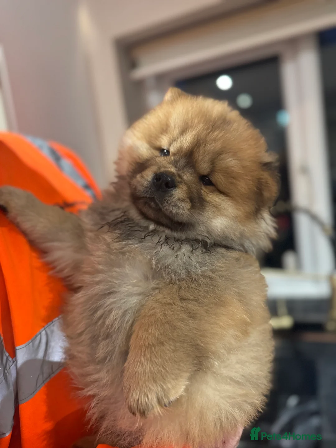 Chow Chow dogs for sale: BEAUTIFUL KC REG CHOW CHOWS FOR SALE 🥰🥰🥰🥰🥰🥰  - Advert 13