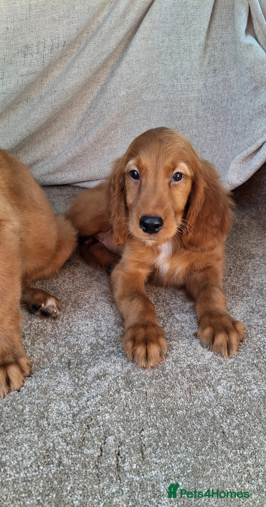 Mixed Breed dogs for sale: Gorgeous irish setter x golden retriever puppies - Advert 11