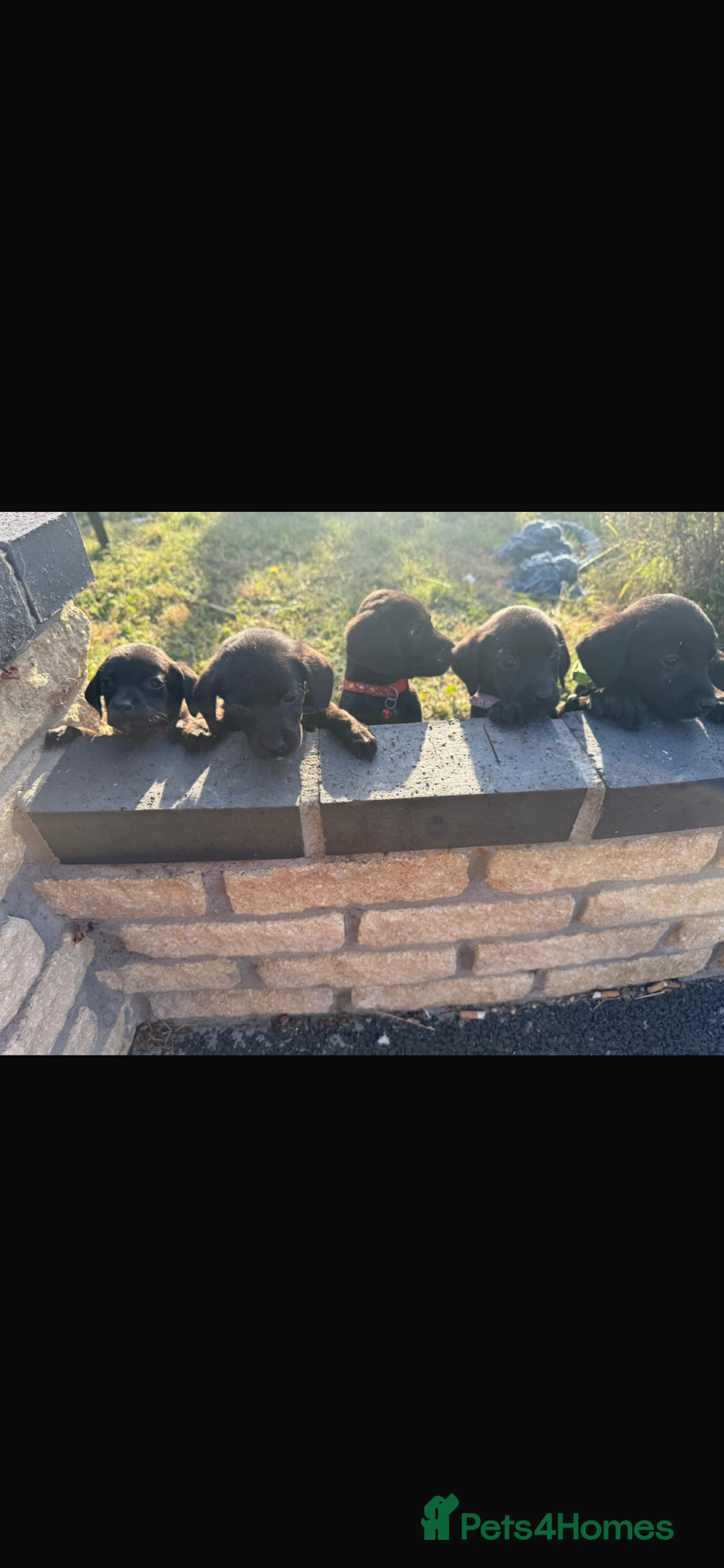 Mixed Breed dogs for sale: 7 playful beagledoor pups - Image 1