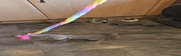 Russian Blue cats for sale: Russian Blue Kittens for Sale - Advert 4