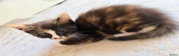 Mixed Breed cats for sale: Two Gorgeous Tortoiseshell girl kittens - Advert 10