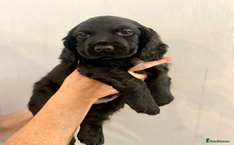 Cocker Spaniel dogs - Advert 9