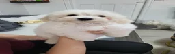 Maltese dogs for sale: Pure Bred Maltese Puppies for sale - Advert 3