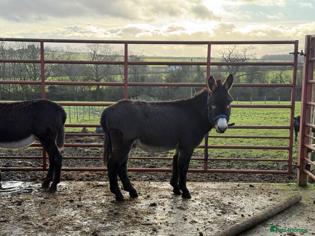Donkey livestock for sale: Two donkey brothers!  - Advert 6