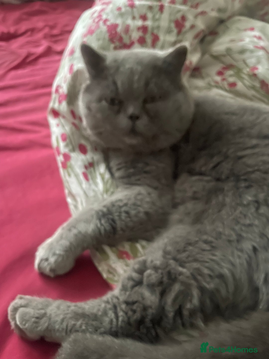 British Shorthair cats for sale: British shorthair chocolate brown mocha kitten - Advert 15