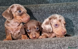 Miniature Dachshund dogs for sale: 💜Extra miniature chocholate dapple daschunds💜  - Image 18