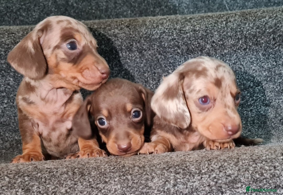 Miniature Dachshund dogs for sale: 💜Extra miniature chocholate dapple daschunds💜  - Image 18