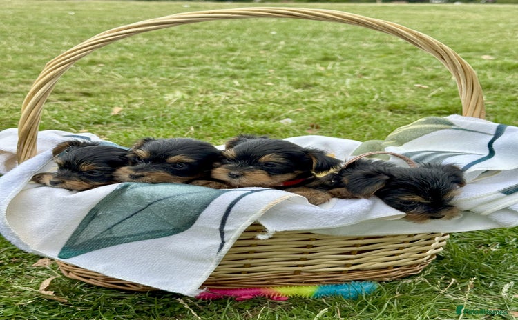 Yorkshire Terrier dogs - Advert 1