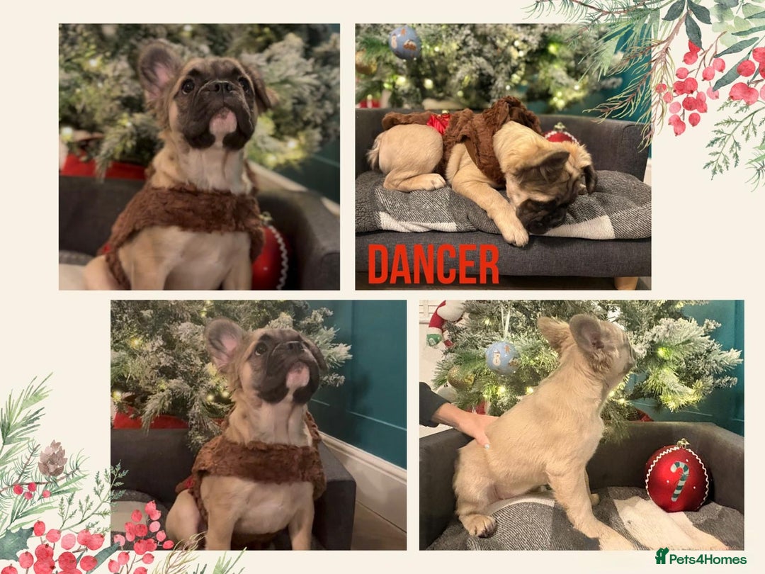 French Bulldog dogs for sale: Fluffy Frenchie’s  - Advert 4