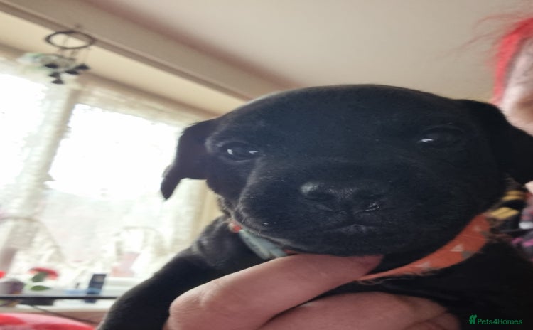 Patterdale Terrier dogs - Advert 4