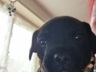 Patterdale Terrier dogs - Advert 19