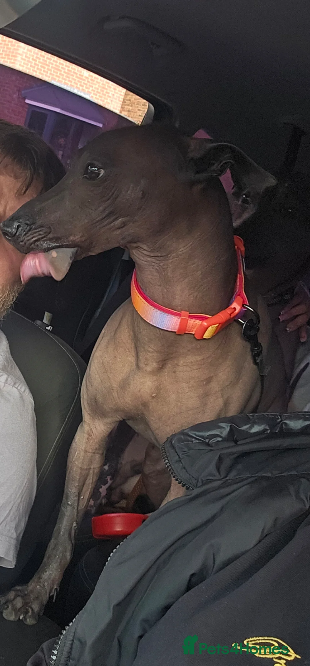Mexican Hairless dogs for sale: Xoloitzcuintli in Tipton - Advert 2