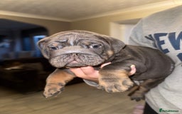 English Bulldog dogs for sale: Bettie & 007 babies short compact   - Image 27