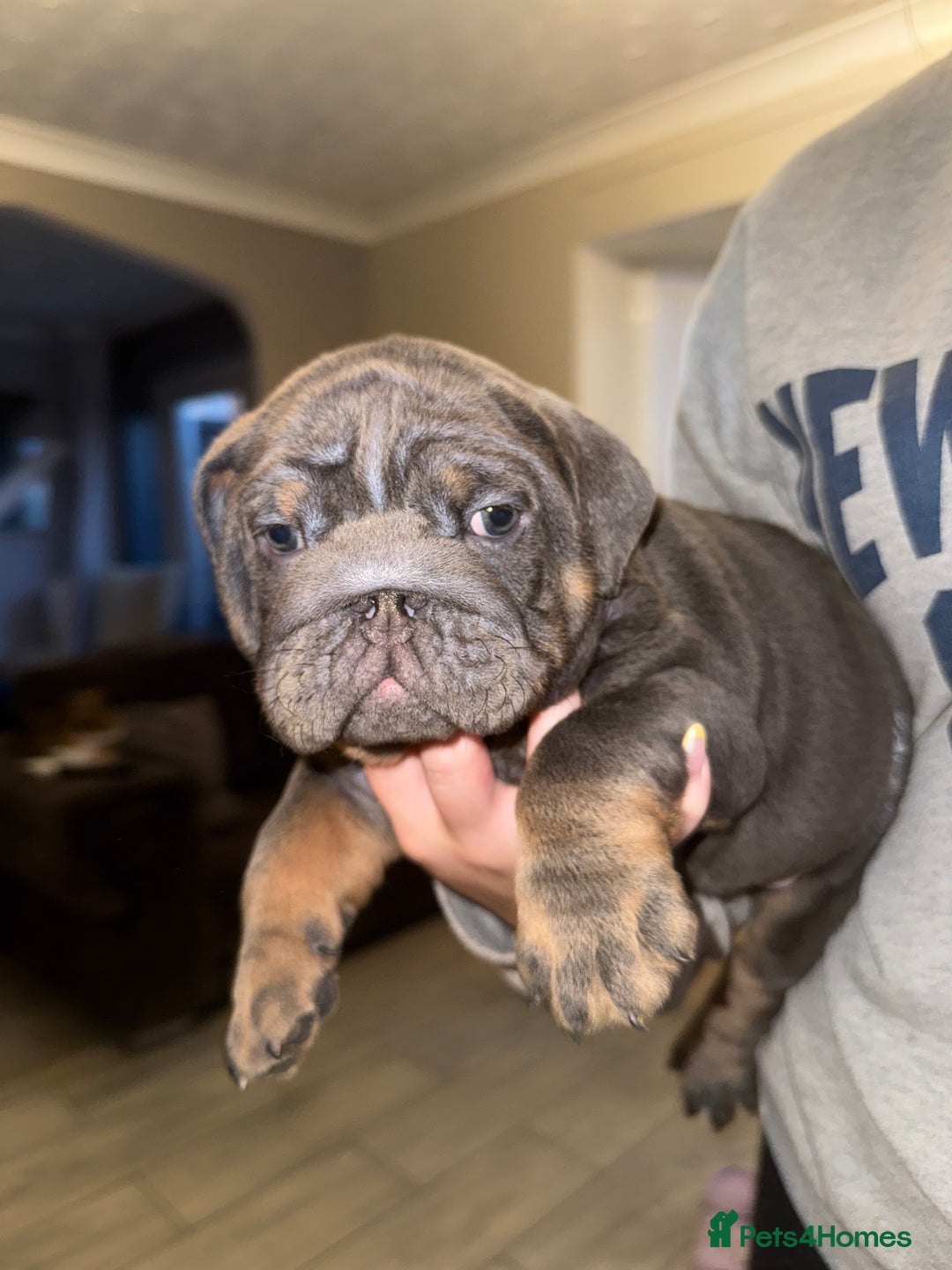 English Bulldog dogs for sale: Bettie & 007 babies short compact   - Image 27