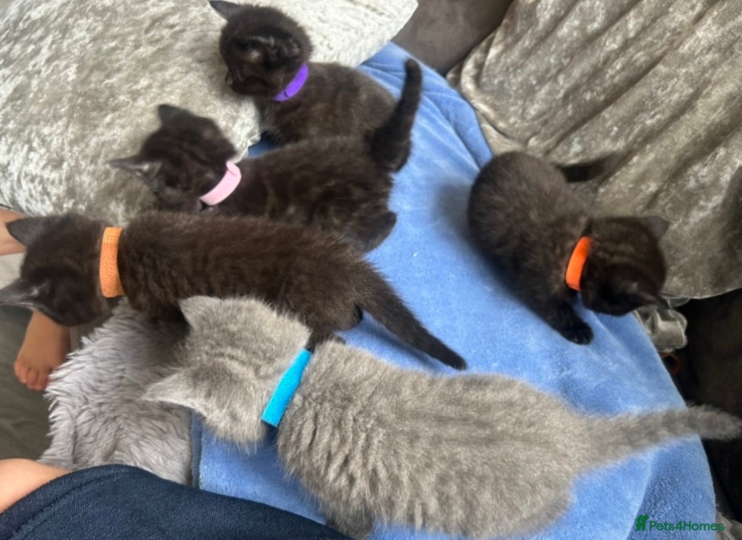 British Shorthair cats for sale:  British short hair kittens  - Image 6