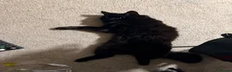 Mixed Breed cats for sale: 🖤 Forever Home Wanted for Luci 🐾 in Gillingham - Advert 3