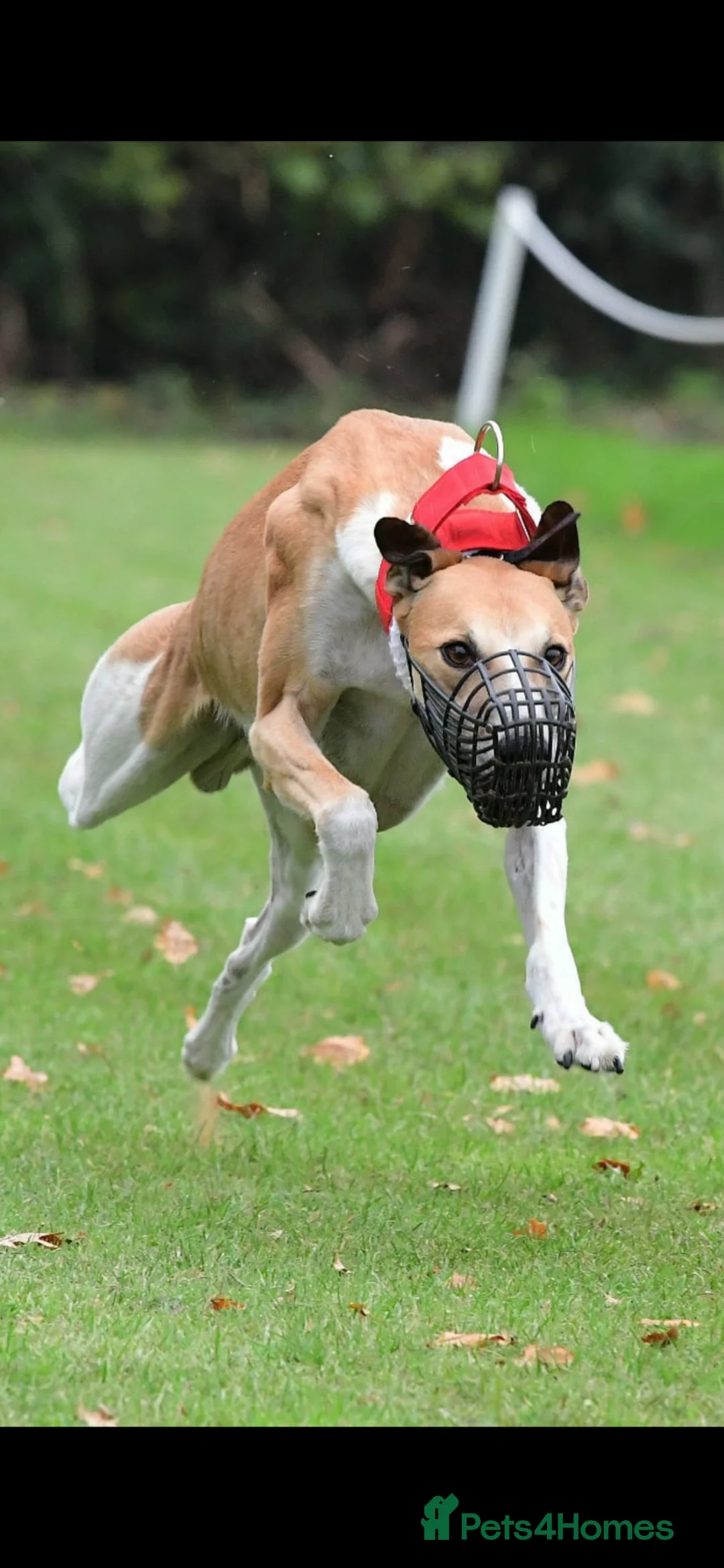 Lurcher dogs for stud: Blaze  in South Molton - Advert 1