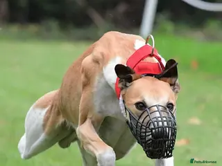 Lurcher dogs Blaze - Advert 5