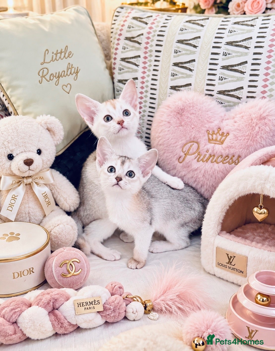 Abyssinian cats ✨ EXCEPTIONAL CHAMPION LINES – SILVER ABYSSINIAN ✨ - Advert 1