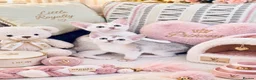 Abyssinian cats for sale: ✨ EXCEPTIONAL CHAMPION LINES – SILVER ABYSSINIAN ✨ - Advert 13