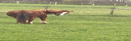 Welsh Section A horses for sale: Beautiful 12.2hh mare  in Shaftesbury - Advert 4